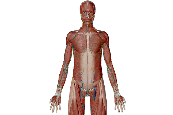 anatomy-and-physiology-anatomical-position-and-directional-terms