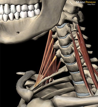 Anterior scalene scalenus neck muscles skeleton