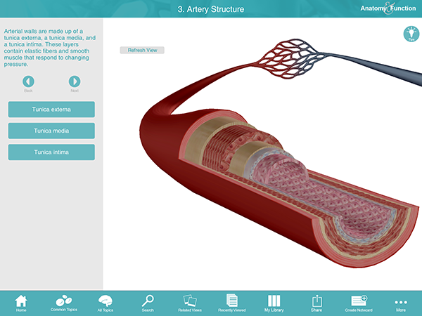 Artery Capillary Vein Blood Pressure