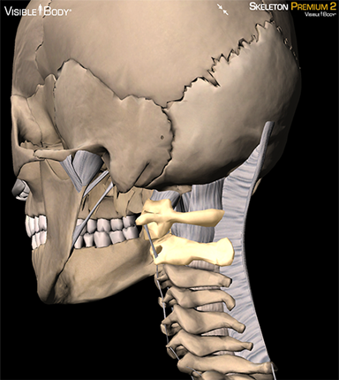 conjunta craniovertebral, relación atlanto-axial, la articulación atlanto-axial, vértebras atlas, eje vértebras, huesos eje, atlas ósea