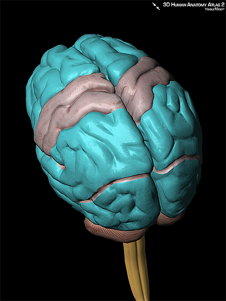 Brain lobes frontal parietal occipital temporal