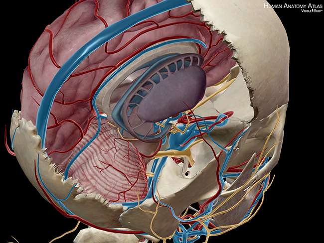 Brain neuro coma vegetative listening