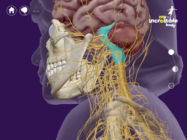 Brain stem nerves messages nervous system resized 600
