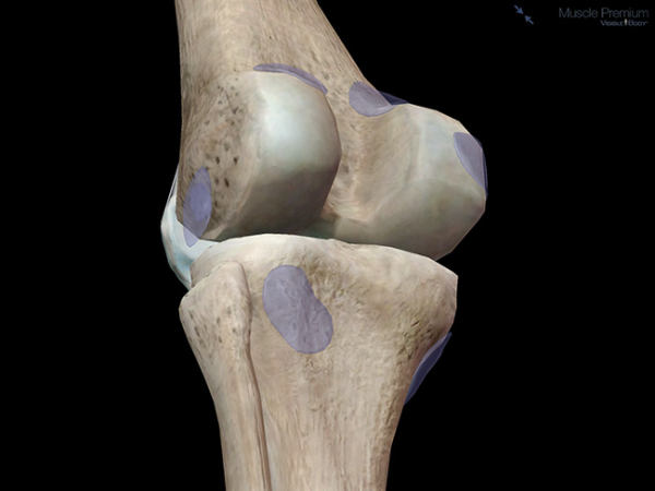 Bursae bone muscle joint resized 600