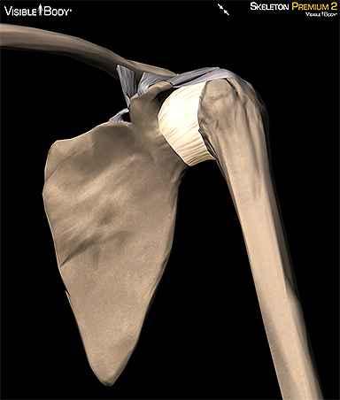 Capsular ligament shoulder