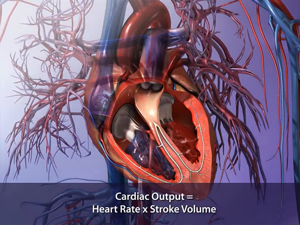 Cardiac Output Heart Blood Volume