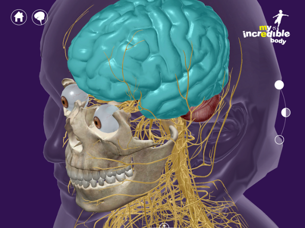 Cerebrum brain nervous system resized 600