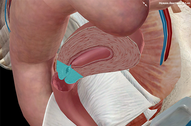 Cervix uterine internal vagina