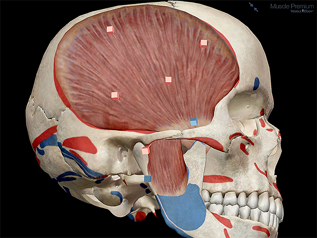 Deep masseter temporalis mastication muscles