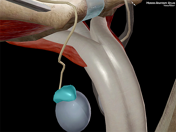 Epididymis testis male reproductive