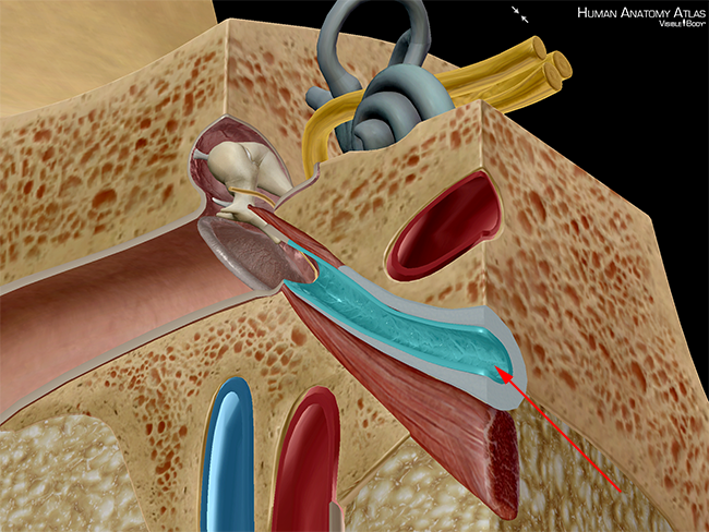 Eustachian tube auditory canal inner ear
