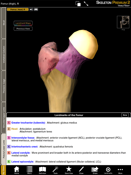 Femur head bone acetabulum joint pelvic girdle resized 600