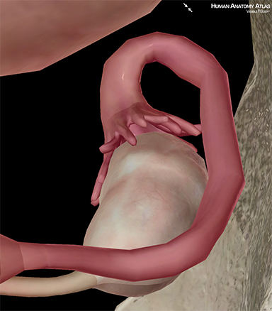 Fimbriae uterus ovaries fallopian