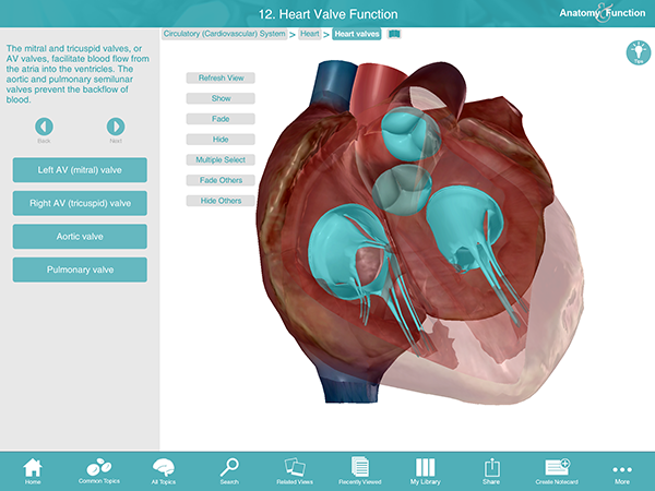 Heart Valves Semilunar Mitral tricuspid aortic pulmonary