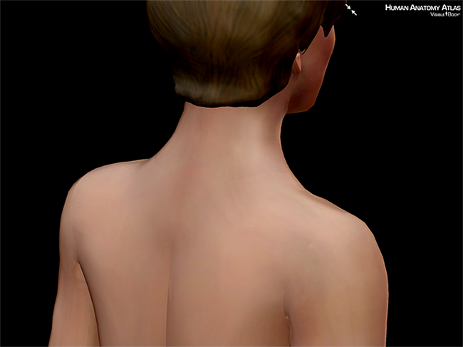 Integumentary skin