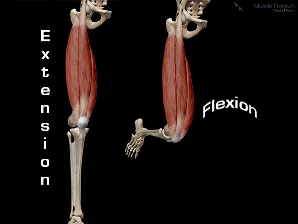 Knee flexion extension movement muscle action