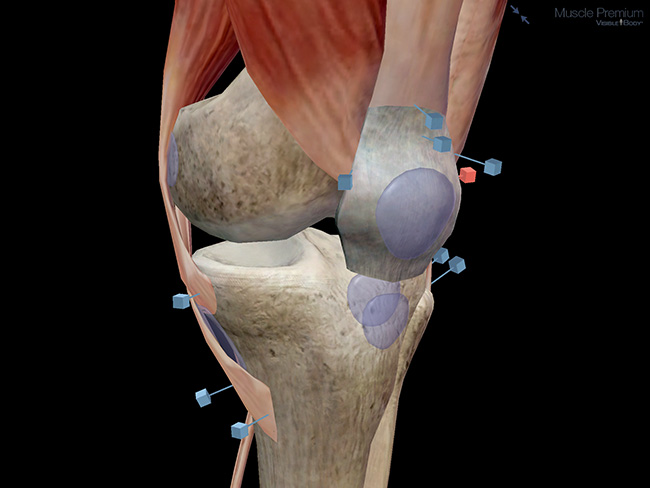 Knee joint bursae muscles patella