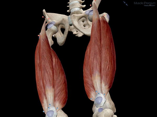 Knee joint muscle group quadriceps femoris resized 600