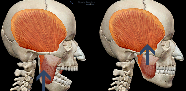 Mandible elevation temporalis deep masseter chewing mastication