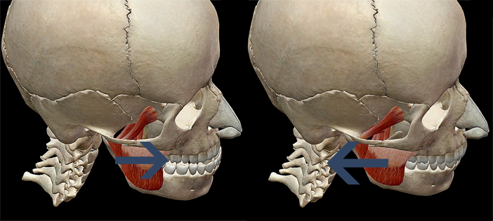 Mandible protraction superficial mastication muscles