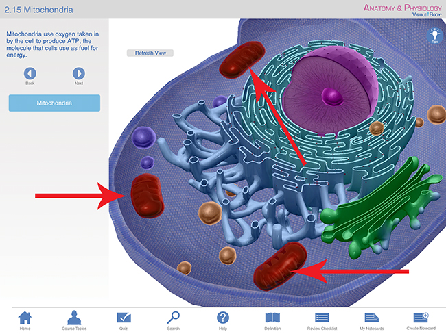 Mitochondria aging process reversed NAD