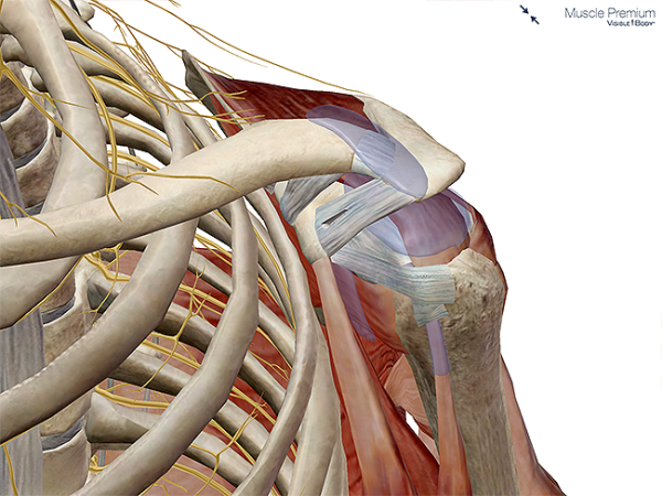 what is the primary function of bursae in the musculoskeletal system