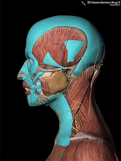Muscles of expression head brain