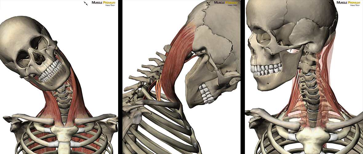 Learn Muscle Anatomy Scalene Muscles 5191