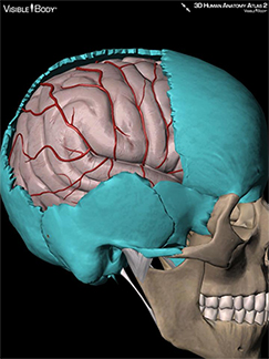 Neurocranium protects brain