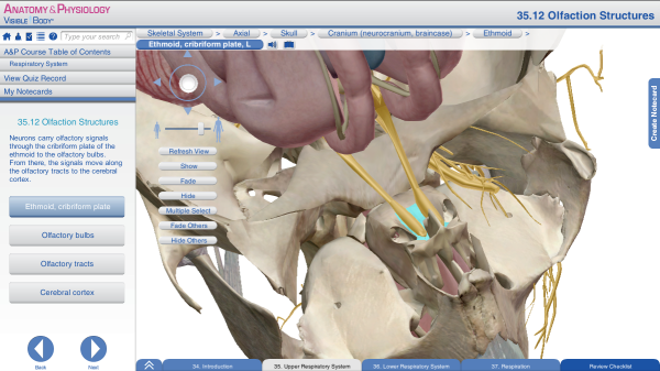 Olfaction ethmoid smelling bone skull resized 600