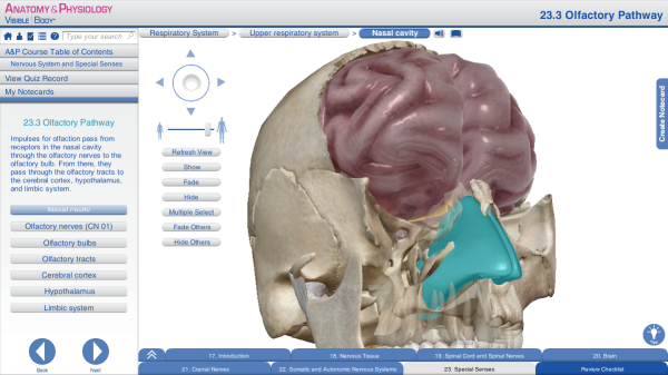 Olfaction nasal cavity smelling resized 600