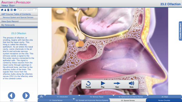 Olfaction smelling nasal mucosa 1 resized 600