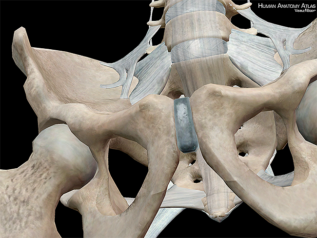 Os coxae hipbones ilia ischium pubis pelvic girdle