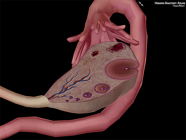 Ovaries progesterone estrogen gametes ovum