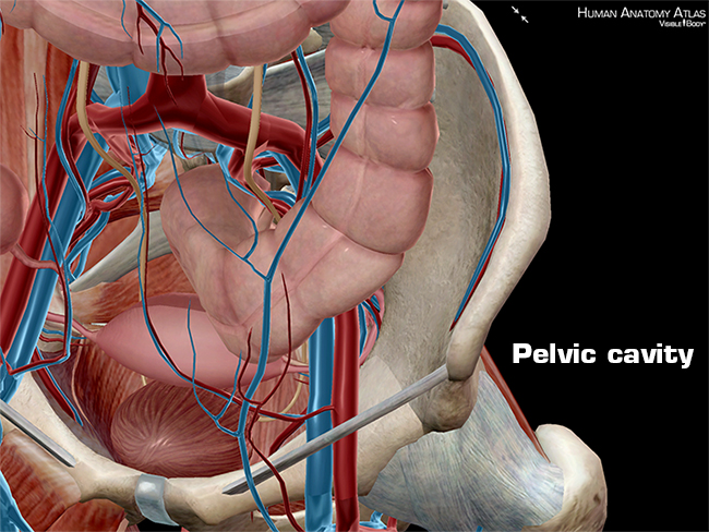 Pelvic cavity body anatomy physiology