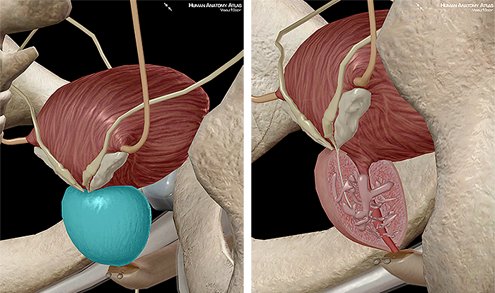Prostrate prostratic urethra perineum