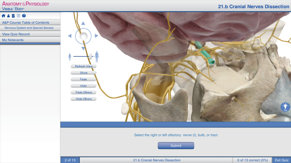 upper respiratory olfaction nasal cavity conchae smelling