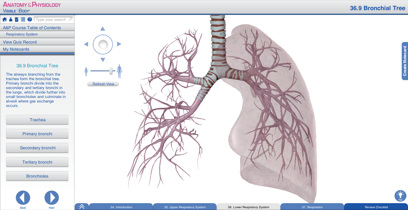respiratory a&p bronchi lungs bronchioles respiratory tree alveoli gas exchange