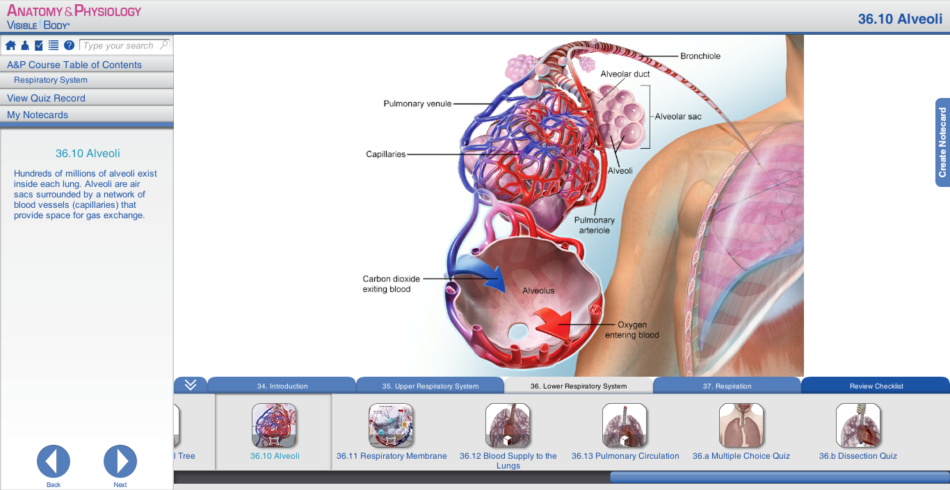 respiratory a&p bronchi lungs bronchioles respiratory tree alveoli gas exchange