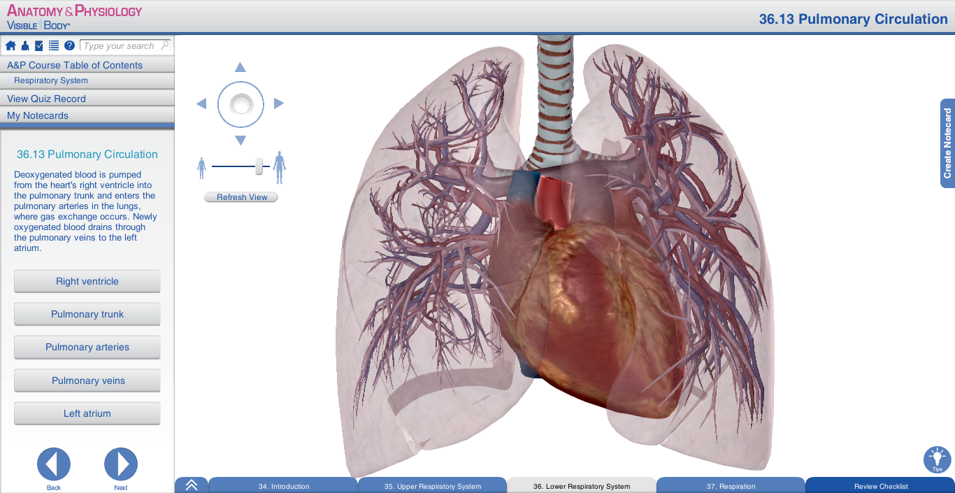 respiratory a&p bronchi lungs bronchioles respiratory tree alveoli gas exchange