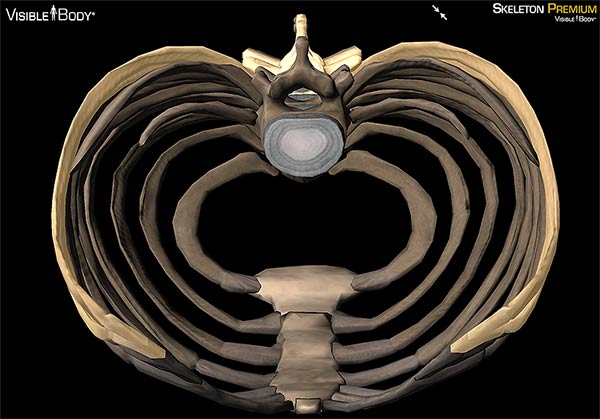 Thoracic cage rib shape kidney