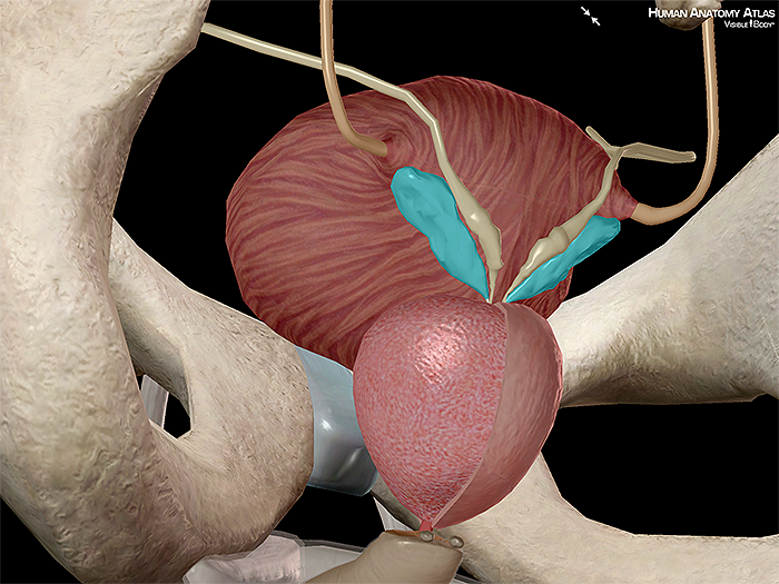 Seminal vesicle spermatic prostate vas deferens