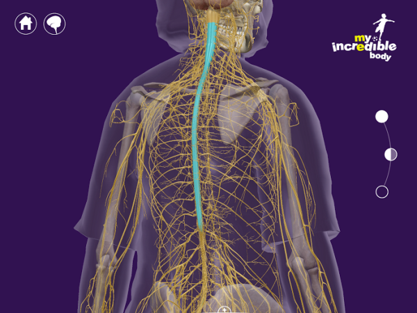 Spinal cord nerves nervous system resized 600
