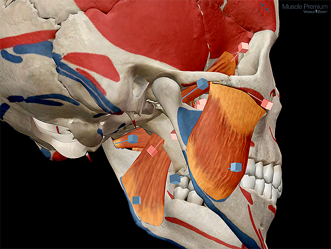 Learn Muscle Anatomy Muscles Of Mastication 5320