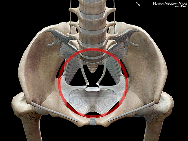Superior aperture pelvic girdle os coxae hipbones