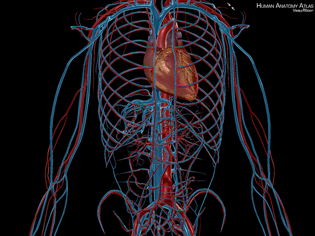 Systemic circulation arteries veins artificial blood