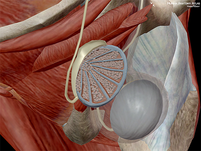 Testis testes gonads male gametes endocrine