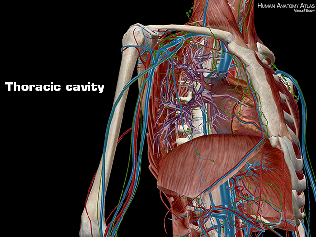 Thoracic cavity body anatomy physiology