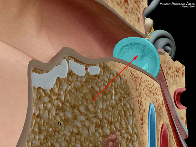 Tympanic membrane ear drum external auditory