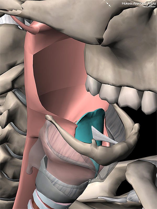 epiglottis glottis glottal larynx